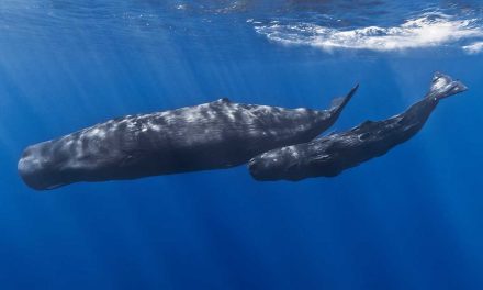 A Swim on the Wild Side: Diving with Sperm Whales in Dominica