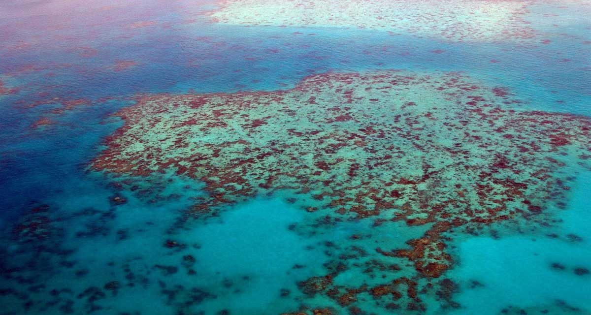 Global Warming is Killing the Great Barrier Reef – Study Finds