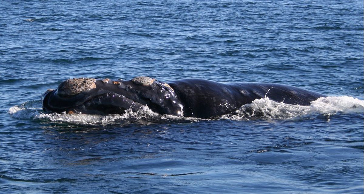 Endangered whale Calves Seen Off US East Coast