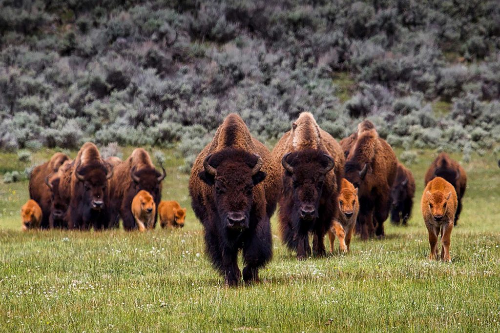 Bison Making a Comeback in North America