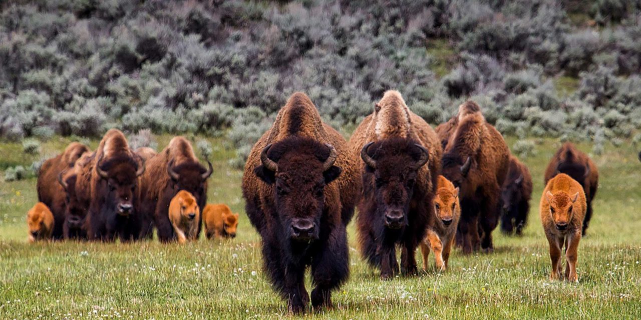 How Bison are Making a Comeback from the Brink of Extinction