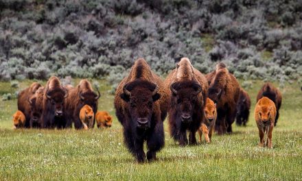 How Bison are Making a Comeback from the Brink of Extinction