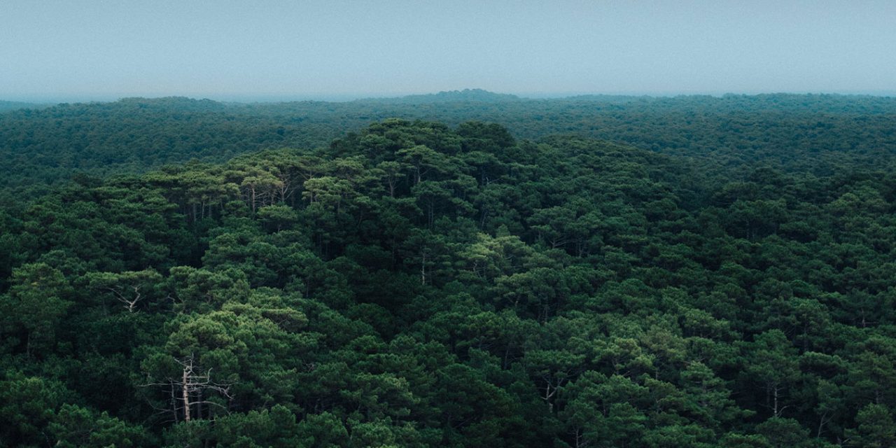 Deforestation of Amazon Already at Record High Under Bolsonaro’s Leadership