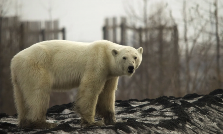 Polar Bear Sighted in Siberian City for the First Time in 40 Years