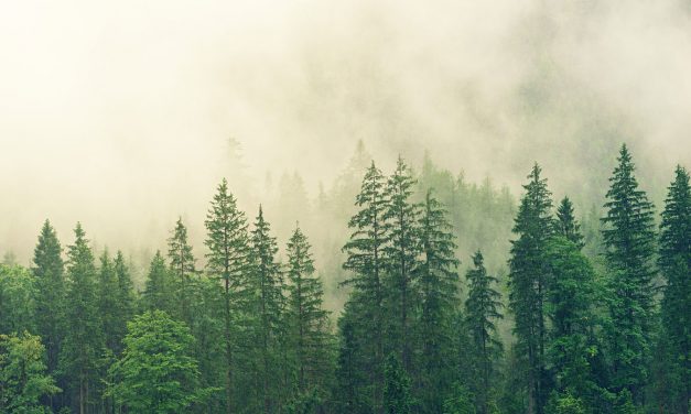 Planting up to a Trillion Trees Could Reverse Climate Change
