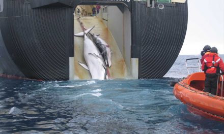 Commercial Whaling Resumes in Japan for First Time in 30 Years
