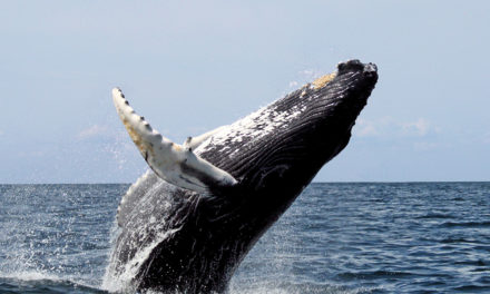Good News – the Population of Humpback Whales Is on the Rise