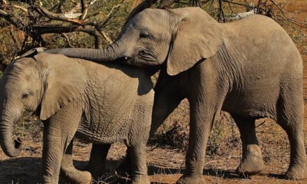 Hundreds of Elephants in Botswana are Mysteriously Dying