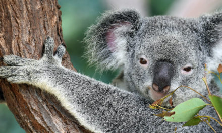 Koalas Face Extinction in New South Wales by 2050