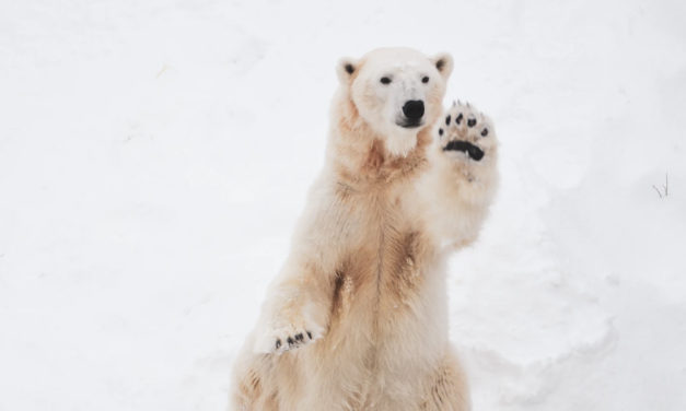 Nearly All Polar Bear Populations Heading to Extinction by 2100