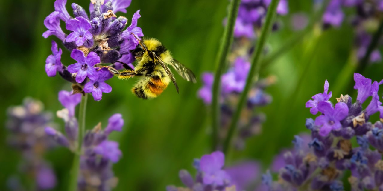 Air Pollution is Killing Honeybees, Scientists Reveal