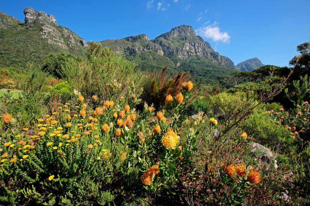 Cape Floral Region