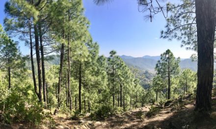 How Pine Needles Are Powering Homes in The Himalayas
