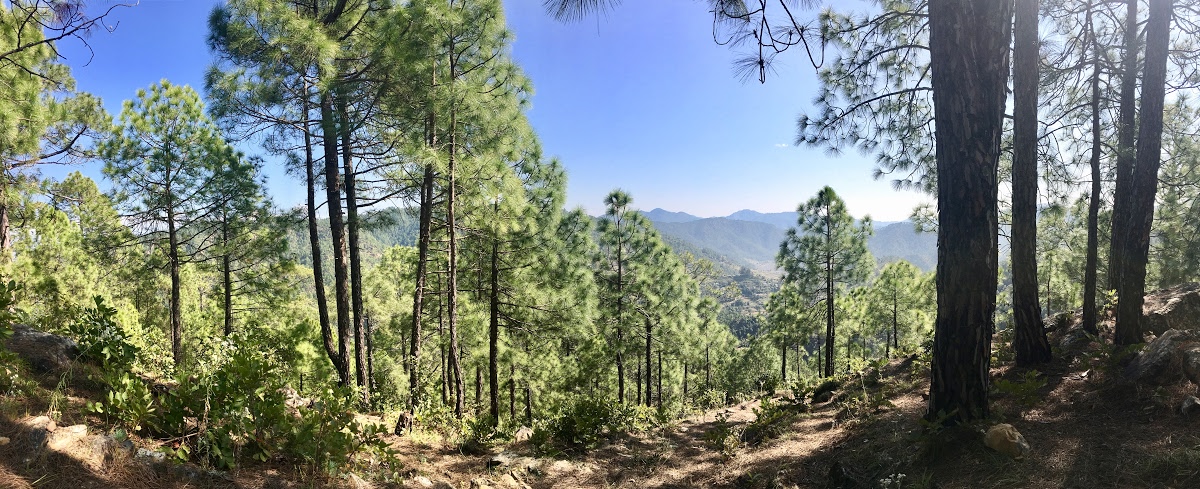 How Pine Needles Are Powering Homes in The Himalayas